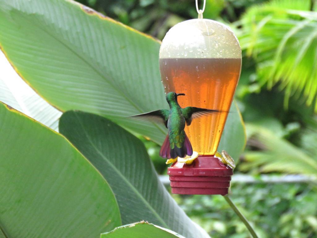 Casa Abundancyah B&B Bocas del Toro Eksteriør billede
